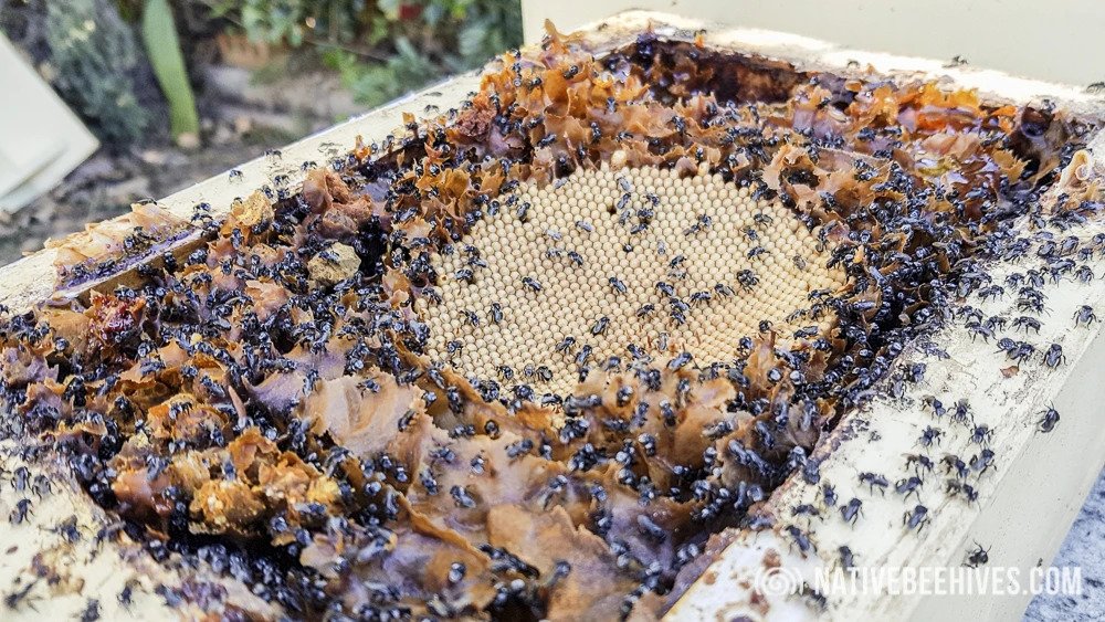 Australian Native Bee Propolis