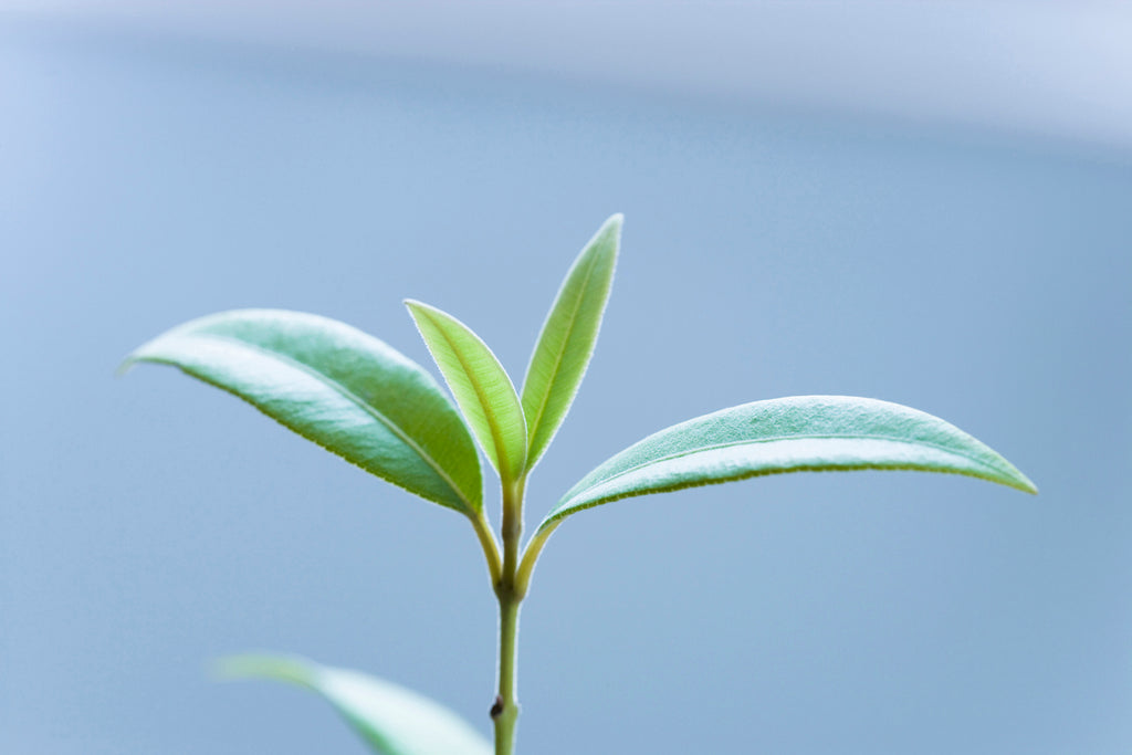 Lemon Myrtle - A Seriously Powerful Superfood