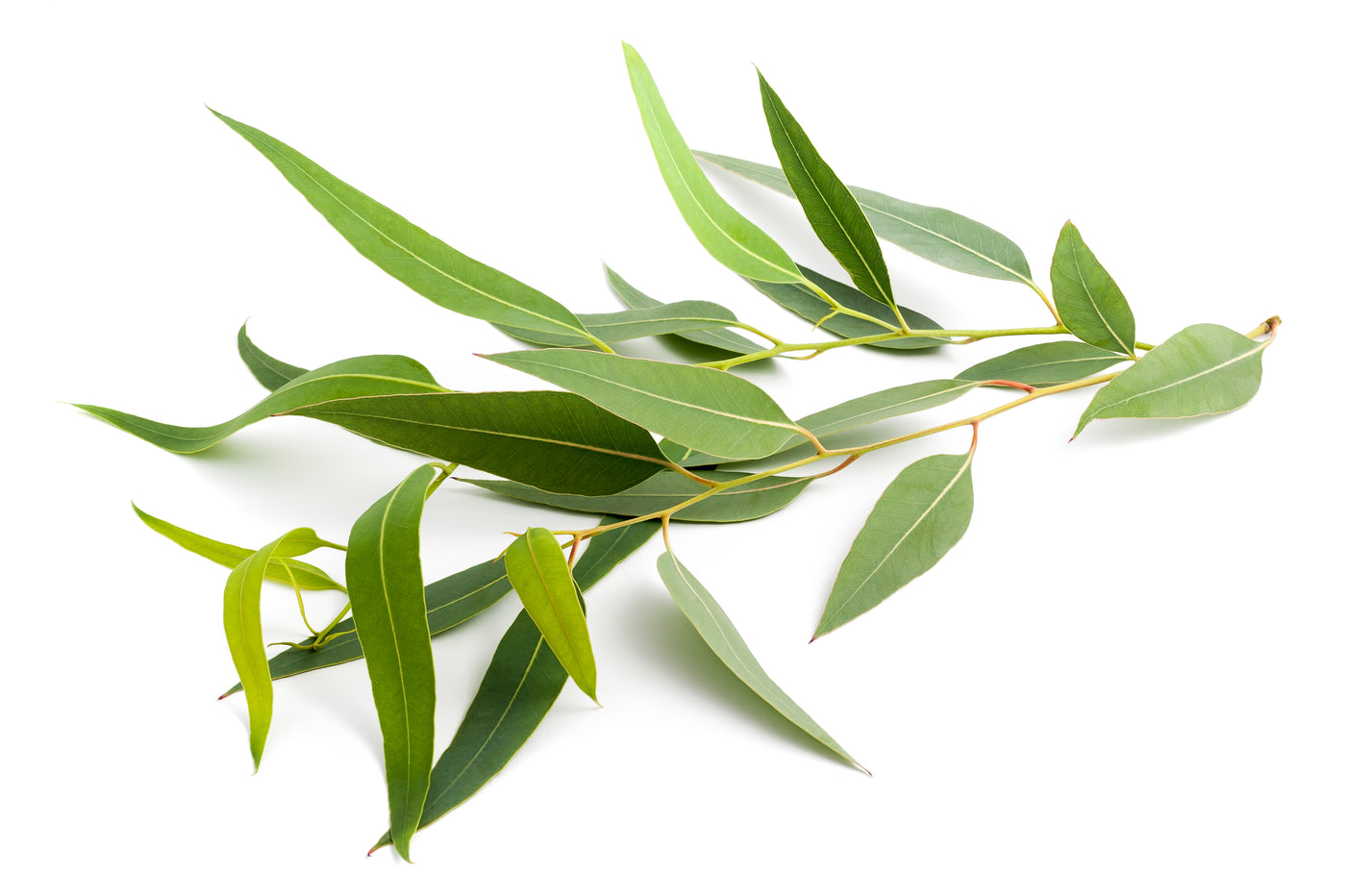 Australian Eucalyptus Skincare