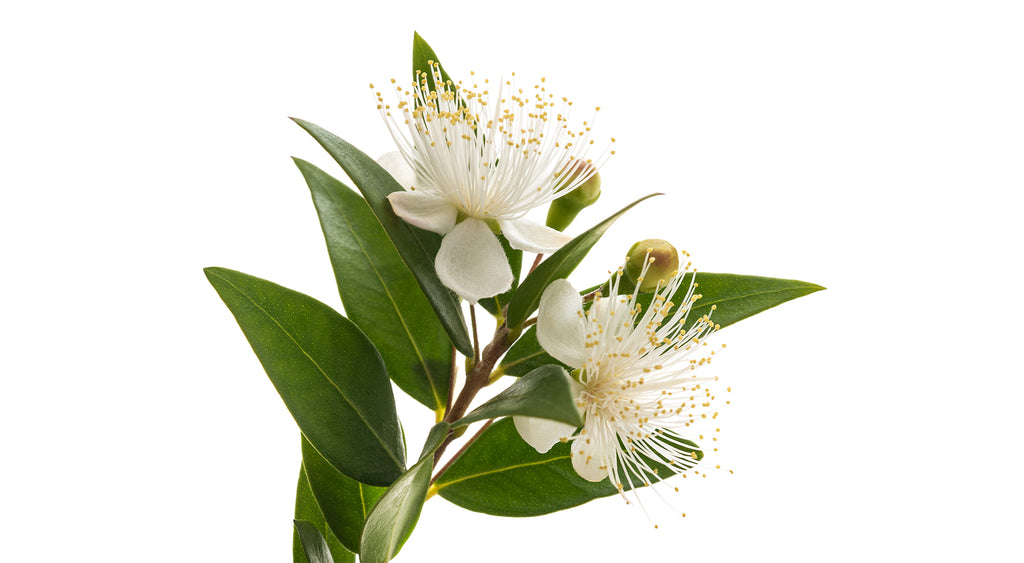 Lemon Myrtle: Queen of the Lemon Herbs