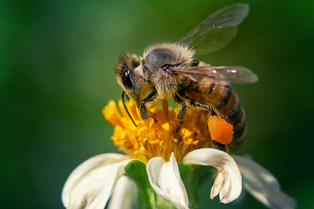 Save the bees! Why you should & how you can…