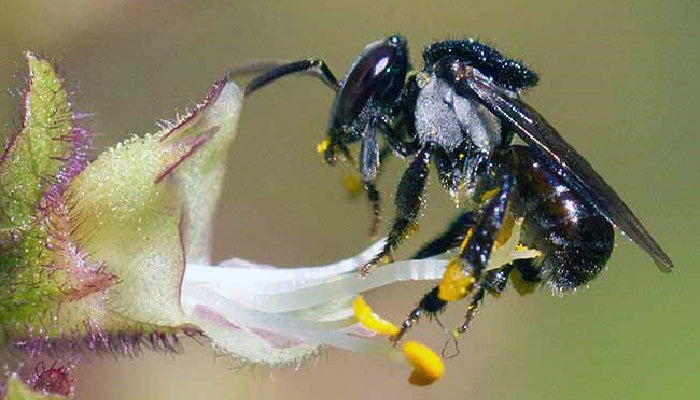 Australian Bee Propolis – Better for you, better for the bees