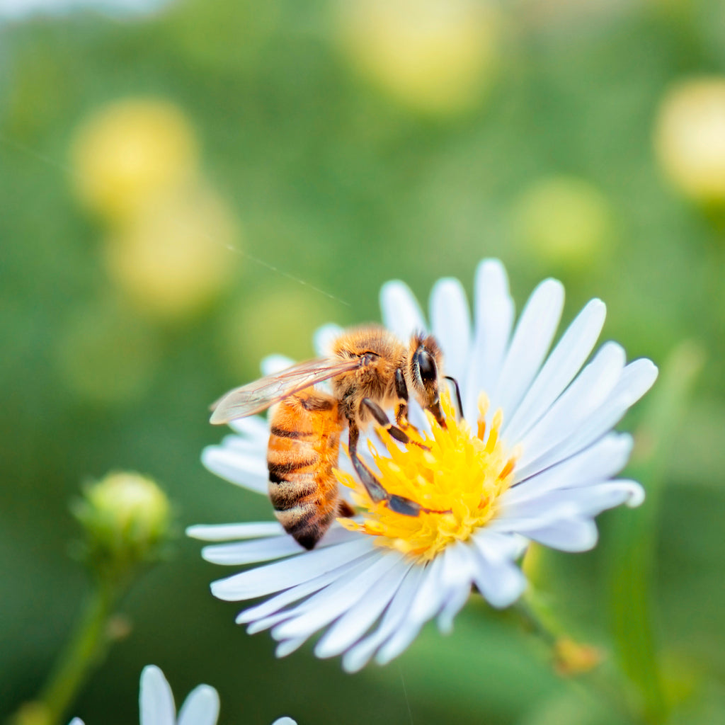 Why Bees Need Our Help!