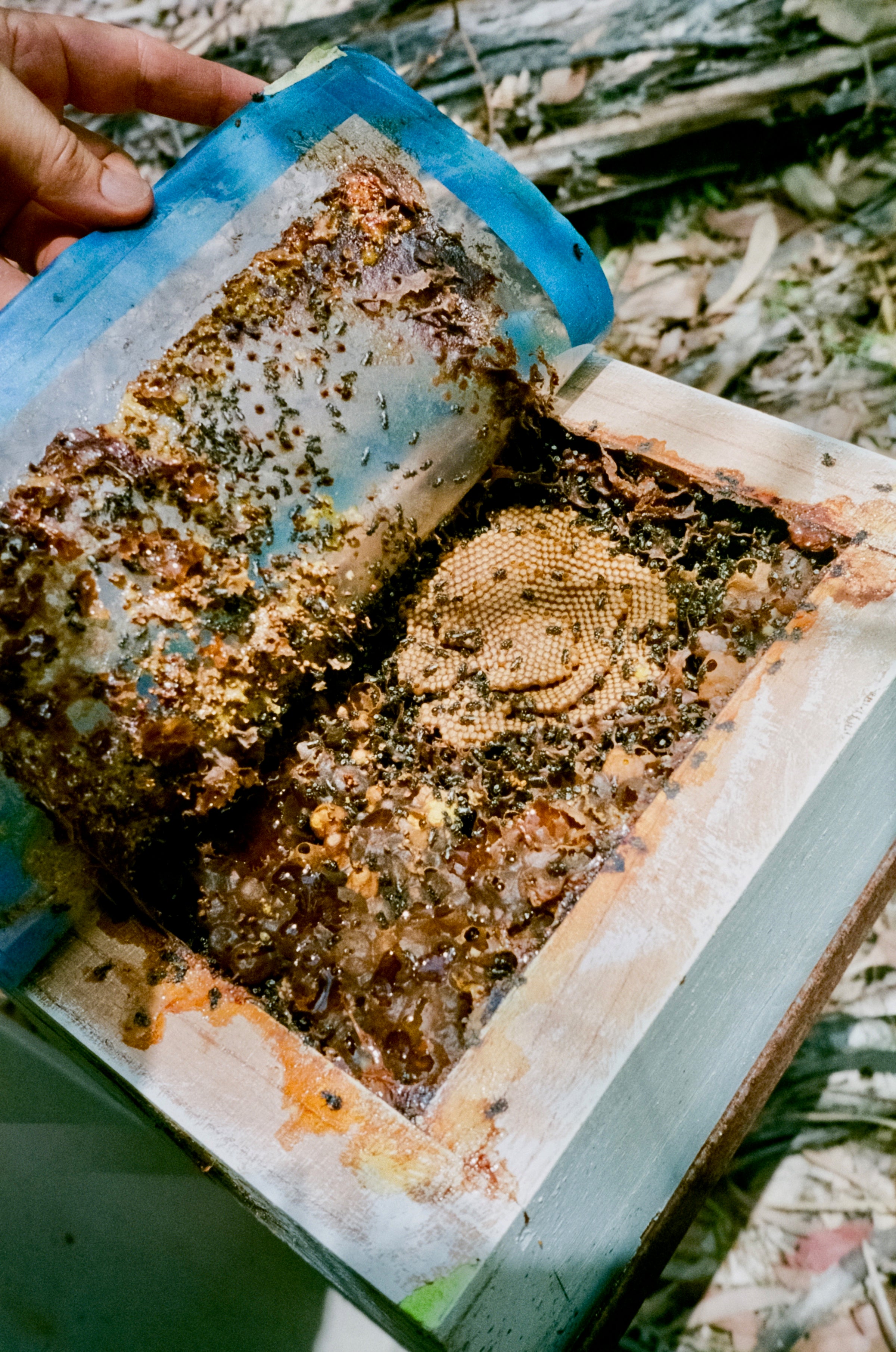 Propolis