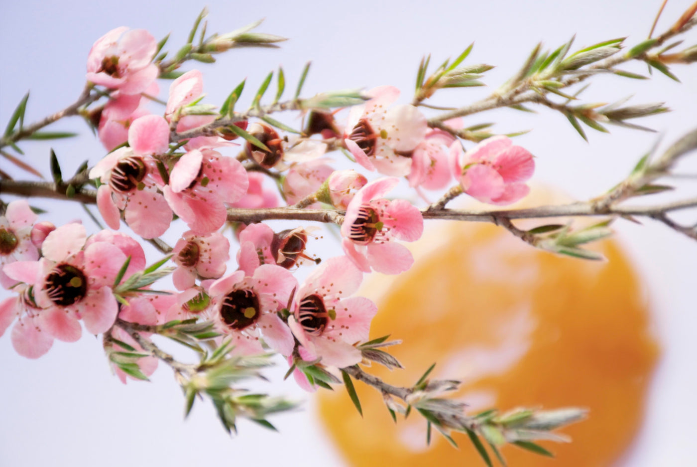 Manuka Honey Flowers Skincare