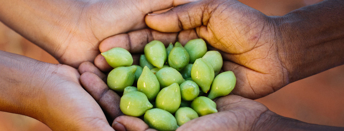 Kakadu Plum Aboriginal Harvest 