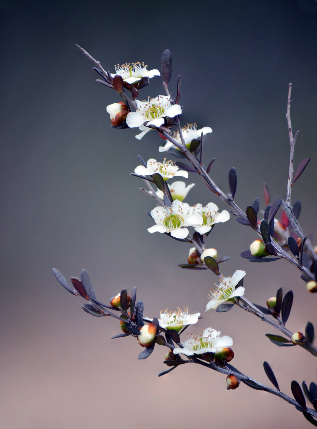 Australian Tea Tree Plant