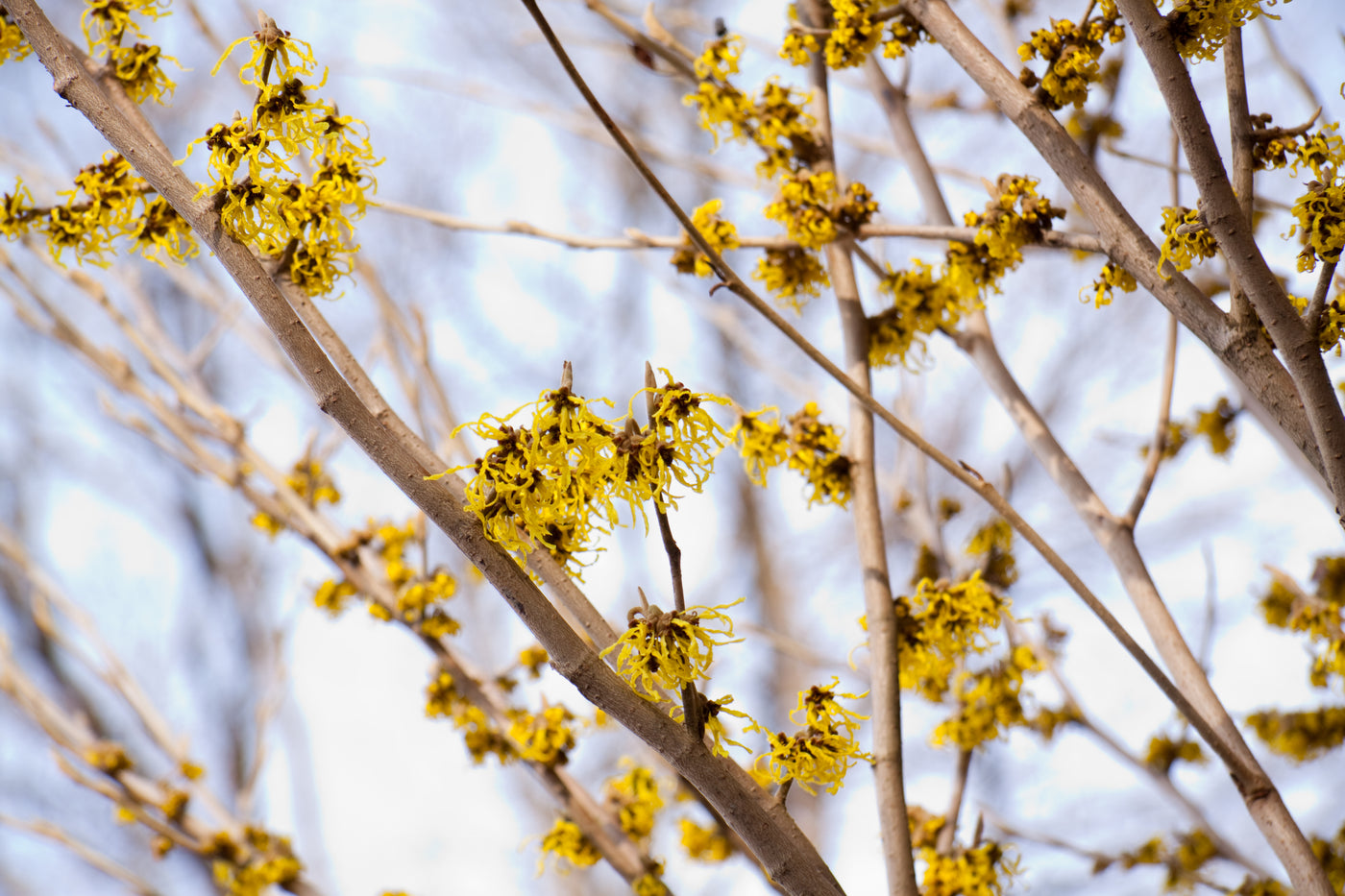 Witch Hazel skincare