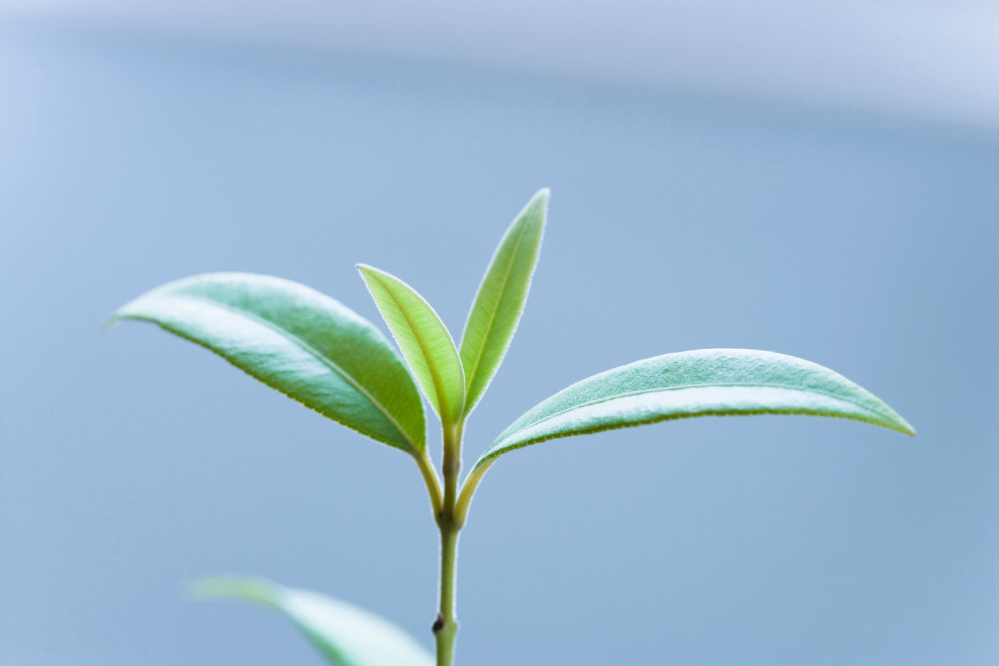 Native Lemon Myrtle