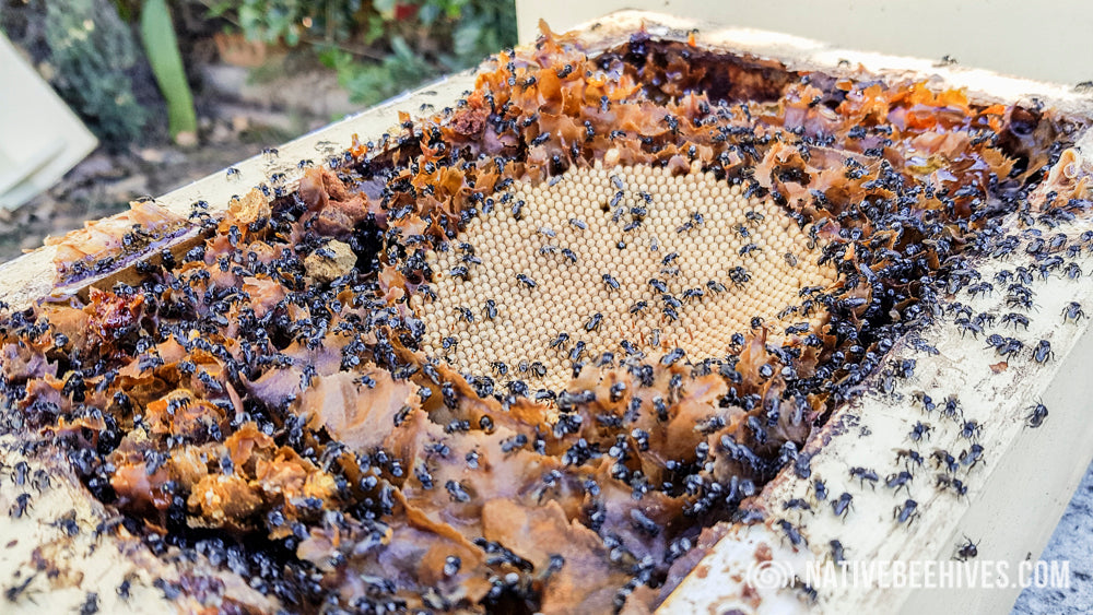 Australian Native Beehive Propolis